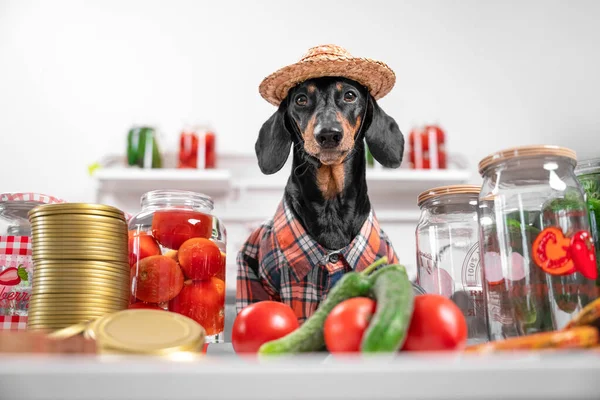 Funny dachshund dog in farmer costume with plaid shirt and straw hat prepares equipment and products for canning vegetables for the winter at home.