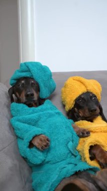 Bornozlu ve kafaları yumuşak havlularla sarılı Dachshundlar.