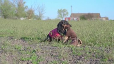 Siyah kahverengi dachshund tişörtlü köpekler kahverengi oyuncakları çeker