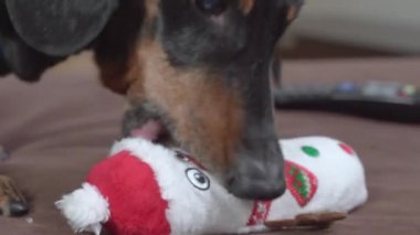 Aktif dachshund köpeği, kaşınan dişleri sakinleştirmek için kardan adam şeklinde yumuşak oyuncakları kemirerek kapatıyor. Evcil hayvan için eğlence, böylece evde yalnız bırakıldığında mobilyaları kemirmez.