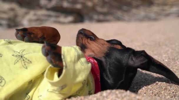 Bonito cachorrinho dachshund preguiçoso em t-shirt, de modo a não obter banhos queimados pelo sol com barriga para cima, vista lateral, close up. Cão cheirou a comida e correu para implorar — Vídeo de Stock