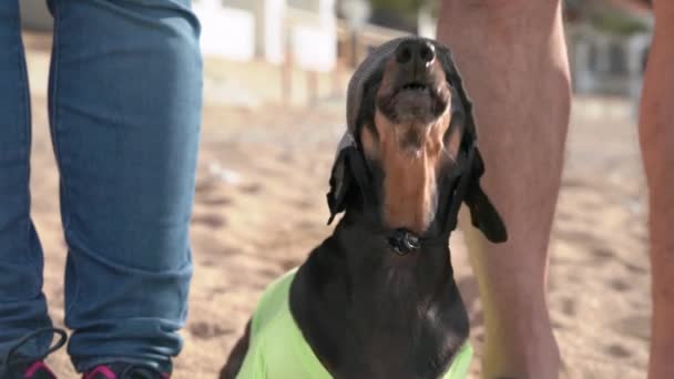 Chien de teckel drôle en casquette enseigne la commande parler, vue de face, gros plan. Animaux espiègles aboie sur d'autres animaux et étrangers tout en gardant ses propriétaires pendant la marche — Video