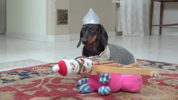 Funny puppy in costume of fairytale hero with protective helmet and chain mail prepared for battle catapult, loaded with projectile with soft toy in the shape of snowman — Stock Video