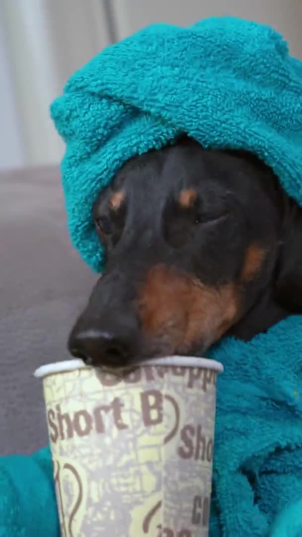 Mignon dachshund chien en peignoir bleu et avec serviette enroulée autour de la tête après la douche boissons boisson de tasse jetable en papier, gros plan, orientation verticale — Video