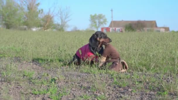 Siyah kahverengi dachshund tişörtlü köpekler kahverengi oyuncakları çeker — Stok video