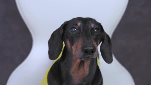 Cão dachshund dócil engraçado em camiseta amarela parece pacientemente esperando por caminhada ou alimentação, fundo com ornamento abstrato, vista frontal, close up. O animal está implorando — Vídeo de Stock