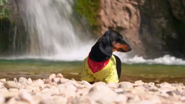 Grappige teckel pup met sjaal om zijn nek ging op wandeling naar waterval in nationaal park op zoek naar avontuur. Hond zit op rotsachtige oever van de rivier en rent dan weg — Stockvideo