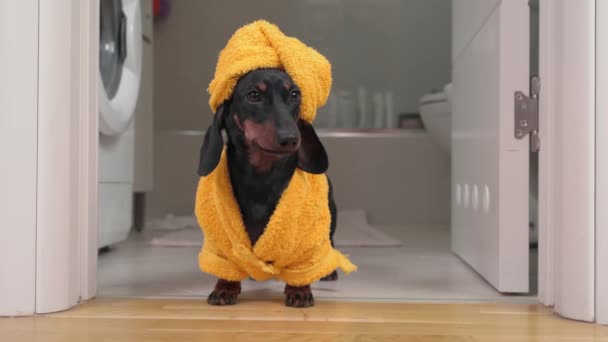 Cachorrinho lindo dachshund tomou banho, vestiu roupão terry, envolveu toalha amarela em torno da cabeça e de pé na porta do banheiro, vista frontal. O animal de estimação confuso dá o primeiro passo hesitante e depois foge — Vídeo de Stock