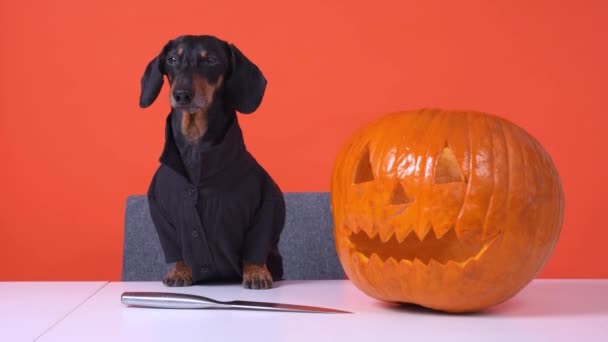 Kreatywny pies jamnik w stylowej czarnej koszuli przygotowane dyni i noża creat jack-o-latarnia do dekoracji domu na Halloween party na pomarańczowym tle w domu. — Wideo stockowe
