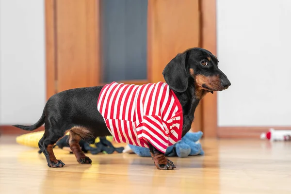 Cachorro divertido dachshund en casa camiseta de rayas rojas y blancas obedientemente se para y espera un paseo, alimentación o cuando el propietario prestará atención a ella y jugar con la mascota, juguetes dispersos — Foto de Stock