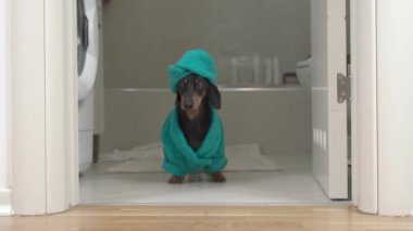 Sevimli dachshund köpeği duş aldı, Terry bornozunu giydi, mavi havluyu kafasının etrafına sardı ve banyoyu terk etti, dinlenmeye gitti, ön manzara,