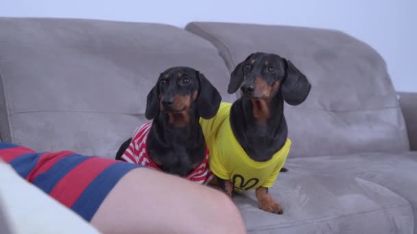 Cães Dachshund inteligentes fogem do proprietário com a perna quebrada — Vídeo de Stock