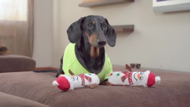 Funny dachshund dog brought two identical toys in the shape of snowmen to the sofa because of greed, and now it lies barking at others and guarding its property, front view — Stock Video