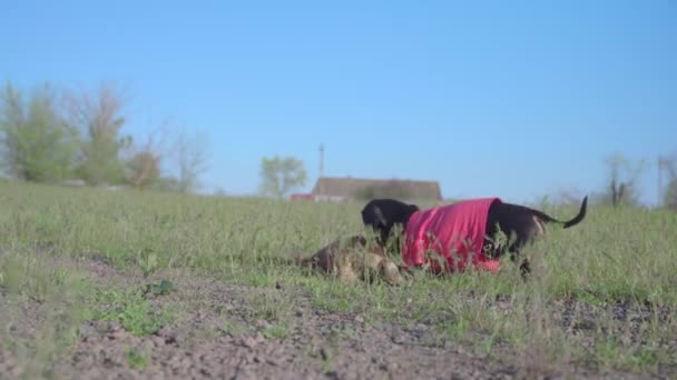 Zwarte teckel hond in paars t-shirt speelt met speelgoed — Stockvideo