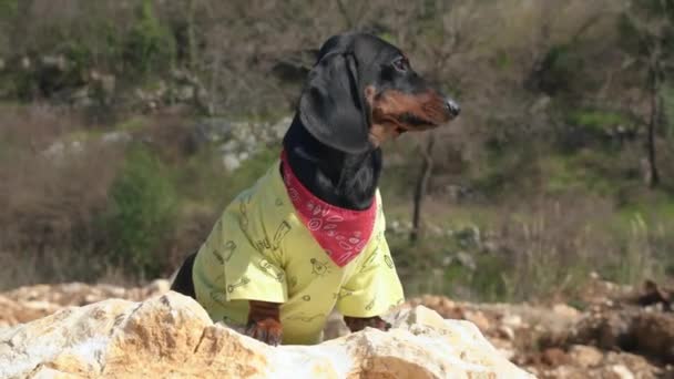 Ενεργό κουτάβι dachshund ταξιδεύει για να εξερευνήσετε ενδιαφέροντα και δυσπρόσιτα μέρη στον πλανήτη. Αστείο σκυλί είδε ιδιοκτήτη και ευτυχώς κούνησε την ουρά του σε χαιρετισμό κατά τη διάρκεια του περπατήματος στο εθνικό πάρκο — Αρχείο Βίντεο