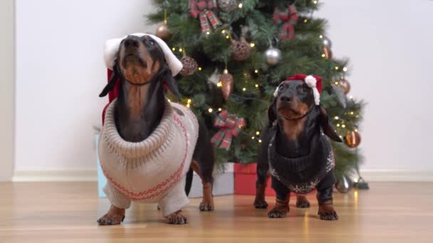 Sıcak süveter ve Noel Baba şapkalı komik dachshund köpekleri uyumlu bir şekilde oturarak ve başlarını çevirerek egzersiz yaparlar. Arka plandaki süslü Noel ağacının altındaki kutularda hediyeler. — Stok video