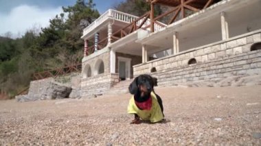 Dachshund köpek yavrusu otelin yanındaki sahil boyunca koşuyor.