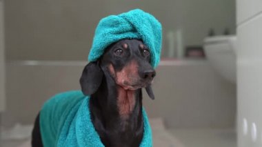 Duş aldıktan sonra şirin bir dachshund köpeği portresi, kafasında mavi havluyla terry bornoz, banyonun kapısında duruyor ve bir sonraki adımın ne olacağını düşünüyor.