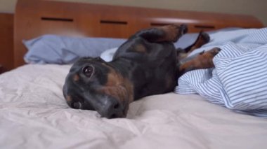 Sevimli yorgun dachshund köpeği evde karnıyla yatakta güneşleniyor. Tembel hayvan birinin onu aradığını duyar, bu yüzden kalkıp kontrol etmek zorundadır.