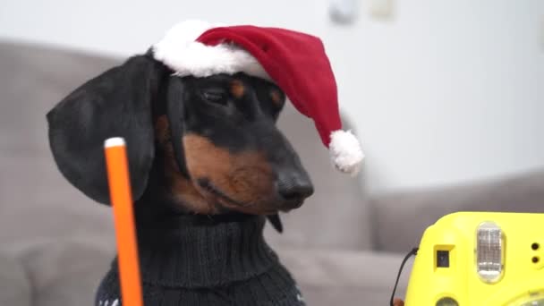 Αστεία dachshund κουτάβι σε εορταστικό καπέλο και με την κάμερα πινακίδες ευχετήρια κάρτα με τη φωτογραφία της για την οικογένεια ή γράφει γράμμα με λίστα επιθυμιών προς τον Άγιο Βασίλη την παραμονή των Χριστουγέννων, κοντά — Αρχείο Βίντεο