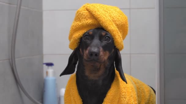 Funny dachshund puppy in yellow bathrobe and towel on head — 图库视频影像