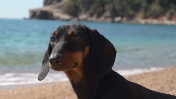 Dachshund bonito olha para algo na vista de perto da praia do oceano — Vídeo de Stock