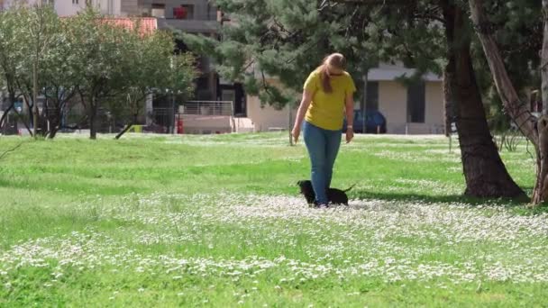 Dachshund follows Slalom command playing with owner in park — 图库视频影像