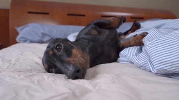 Cachorro dachshund adorável cansado está se aquecendo na cama com a barriga em casa. Pet preguiçoso ouve que alguém está chamando-o, e é por isso que ele tem que se levantar e ir verificar — Vídeo de Stock