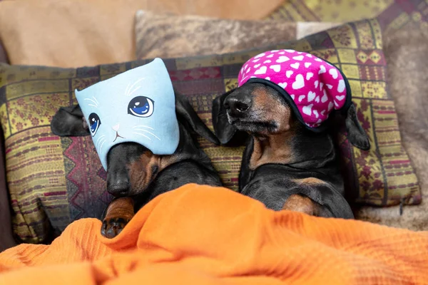 Two lovely dachshund dogs in funny blindfolds covering their eyes so the light does not annoy them while sleeping. Pet lie on the bed under blanket — 스톡 사진
