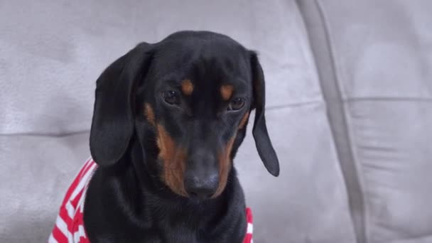 Upset Dachshund dog turns away from camera sitting on sofa — Vídeo de stock