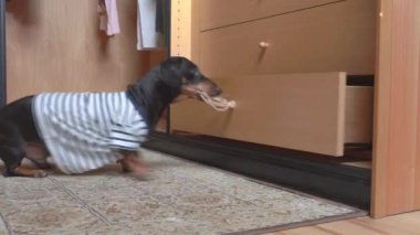 Funny obedient dachshund puppy pulls with its teeth on rope tied to handle of wardrobe drawer in dressing room. Dog wants to get inside to find something or steal it