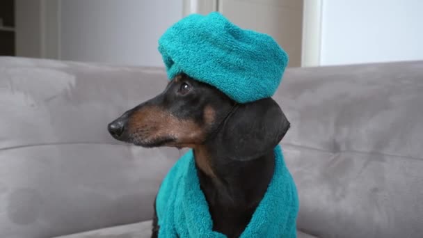Funny clean dachshund dog in blue bathrobe and with towel wrapped around head after shower is sitting on sofa at home, looking around and thinking about where to start preparing for this day — Stockvideo