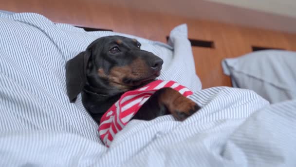 Bel cucciolo di bassotto stanco in pigiama a strisce si trova sotto una coperta calda e cerca di addormentarsi, lampeggiando lentamente. L'insonnia è un problema di salute moderno comune — Video Stock