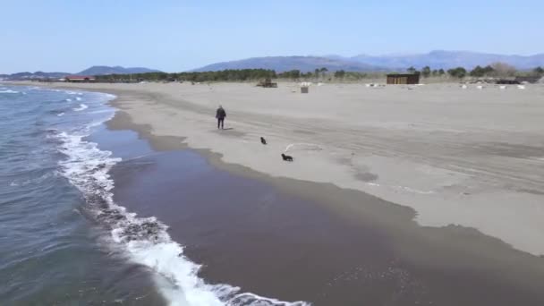 Young woman plays with small black dogs on sandy beach — ストック動画