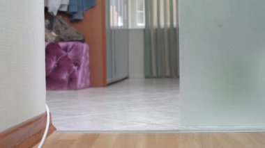 Eski, kirli tişörtlü, kafasında yeşil bebek çorabından yapılmış el yapımı kar maskeli köpek yavrusu odaya girer ve şüpheli bir şekilde etrafa bakar. Evcil hayvanlar için Cadılar Bayramı kostümleri