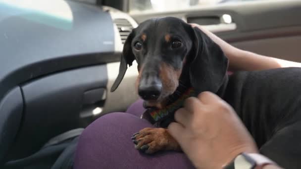 Besitzerin streichelt Dackelhund, der im Auto sitzt — Stockvideo
