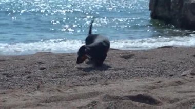 Dachshund köpek yavrusu deniz kıyısındaki sörf şeridi ıslak kumun kokusunu alır.