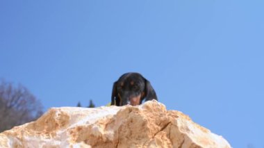 Dachshund turisti dik yamacın tepesine bakar.