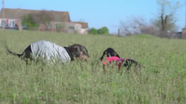 Aktif siyah dachshund köpekleri koşan kahverengi oyuncaklarla oynarlar — Stok video