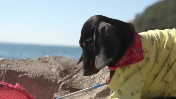 Smart dachshund cachorro saca lata vacía con paquete de plástico, recogiendo basura en la orilla del mar, utilizando la red skimmer hecho a mano, de cerca. Lucha contra la contaminación ambiental, ayuda a la naturaleza — Vídeos de Stock