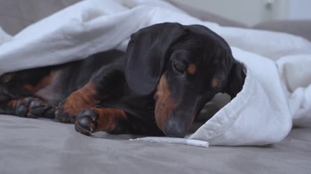 Cachorrinho dachshund travesso roubou articulação e curiosamente está cheirando-o enquanto deitado na cama sob cobertor. Pessoa encontrou cigarro com maconha medicinal e levou-o embora — Vídeo de Stock