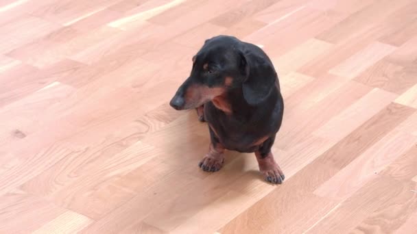 Senior verveelde of vermoeide teckel hond begon in slaap te vallen in het midden van de kamer op houten vloer, dus het ging naar de slaapkamer om te rusten op bed, bovenaanzicht — Stockvideo