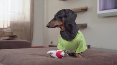 Tatlı dachshund köpeği kanepede oturuyor ve dikkatlice etrafına bakıyor, çünkü yanında kardan adam şeklinde bir oyuncak yatıyor.