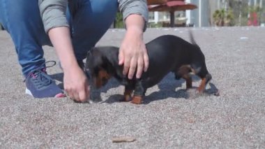 Sahibi veya idarecisi tatlı aktif dachshund köpeğiyle oynar, çakıl taşını kullanır, böylece köpek yürüyüş sırasında onu yakalamaya çalışır, güneşli bir günde şehrin kumlu sahilinde.