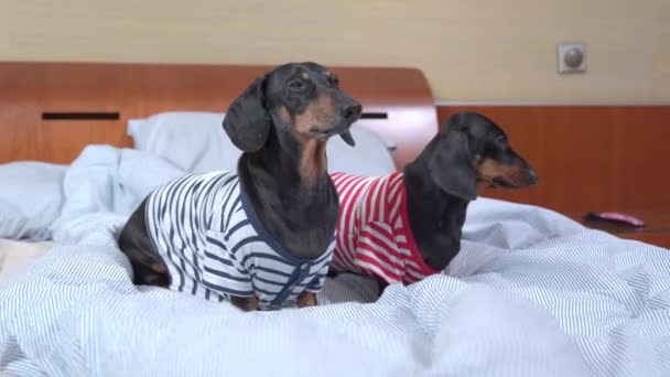 Dos lindos perros salchichas en pijama a rayas están sentados en la cama después de la cena, lamiéndose y cepillándose, y esperando a que el dueño se acueste juntos. Amor y cuidado de mascotas como niños — Vídeos de Stock