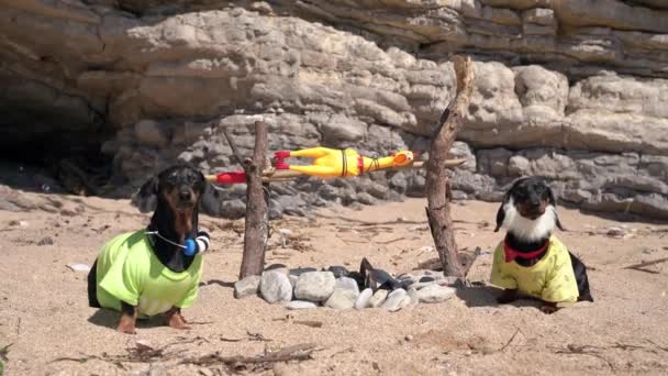 Két vicces tacskó kutya a vad bennszülöttek szerepében a nehezen megközelíthető szigeten, homokos parton ülnek, és kisütik a játékcsirkét, ami a tábortűzre van kötve, elölnézetből. — Stock videók