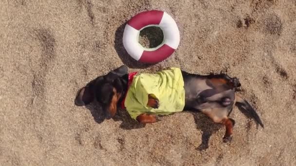 Cute dachshund puppy wearing t-shirt to avoid getting sunburned basking in the sun lying on sandy beach, kid lifebuoy nearby, top view. Shooting with drone spinning around its axis — Stock Video