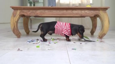 Çizgili tişörtlü Dachshund masada gazeteyi yırtıyor