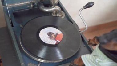 Çizgili tişörtlü komik dachshund köpek yavrusu müzik dinlemek ya da kayıt yapmak için klasik gramofonlu vinil döner disk kullanmak istiyor.
