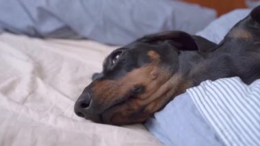 Siyah dachshund sakince uzanır çizgili battaniye ve göz kırparak